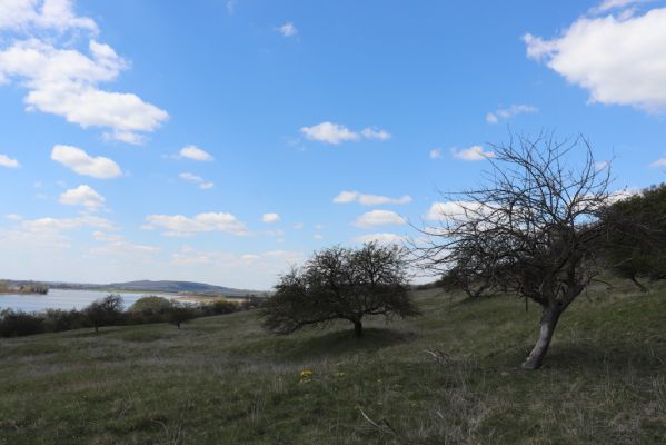 Kněžičky, 26.4.2021
Obora Kněžičky, pastvina nad Žehuňským rybníkem.
Mots-clés: Kněžičky Obora Kněžičky pastvina Žehuňský rybník