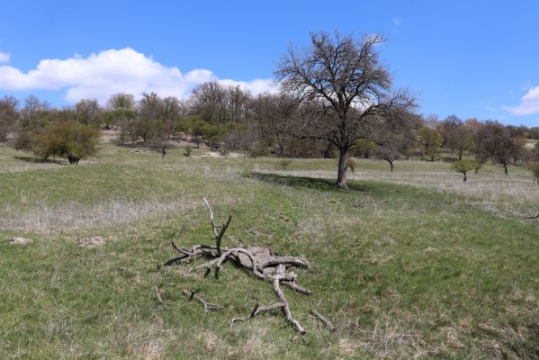 Kněžičky, 26.4.2021
Obora Kněžičky, pastvina nad Žehuňským rybníkem.
Klíčová slova: Kněžičky Obora Kněžičky pastvina Žehuňský rybník Phalacronothus biguttatus