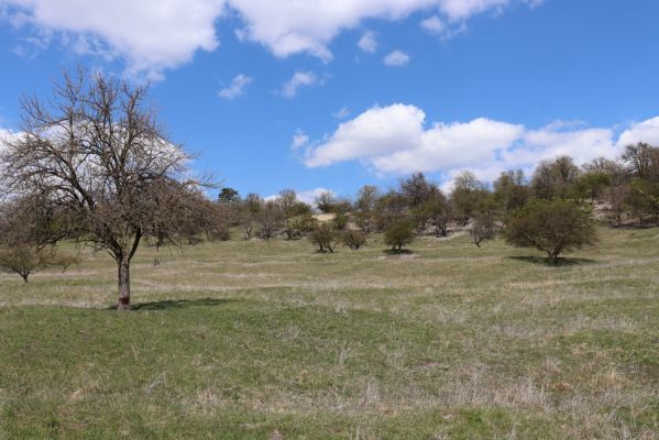 Kněžičky, 26.4.2021
Obora Kněžičky, pastvina nad Žehuňským rybníkem.
Klíčová slova: Kněžičky Obora Kněžičky pastvina Žehuňský rybník Phalacronothus biguttatus