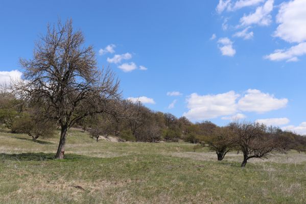 Kněžičky, 26.4.2021
Obora Kněžičky, pastvina nad Žehuňským rybníkem - rojení ploštic.
Klíčová slova: Kněžičky Obora Kněžičky pastvina Žehuňský rybník Phalacronothus biguttatus Plagiogonus arenarius