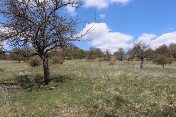 Kněžičky, 26.4.2021
Obora Kněžičky, pastvina nad Žehuňským rybníkem.
Keywords: Kněžičky Obora Kněžičky pastvina Žehuňský rybník Phalacronothus biguttatus