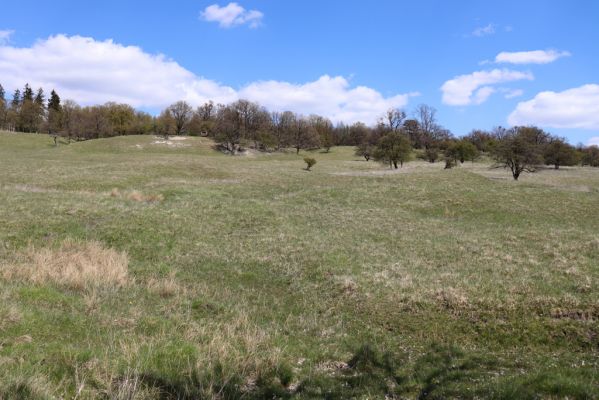 Kněžičky, 26.4.2021
Obora Kněžičky, pastvina nad Žehuňským rybníkem.
Klíčová slova: Kněžičky Obora Kněžičky pastvina Žehuňský rybník Phalacronothus biguttatus Plagiogonus arenarius