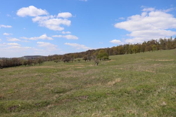 Kněžičky, 26.4.2021
Obora Kněžičky, pastvina nad Žehuňským rybníkem.
Klíčová slova: Kněžičky Obora Kněžičky pastvina Žehuňský rybník Phalacronothus biguttatus