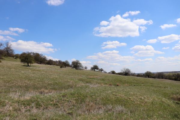 Kněžičky, 26.4.2021
Obora Kněžičky, pastvina nad Žehuňským rybníkem.
Keywords: Kněžičky Obora Kněžičky pastvina Žehuňský rybník Phalacronothus biguttatus