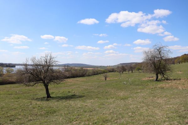 Kněžičky, 26.4.2021
Obora Kněžičky, pastvina nad Žehuňským rybníkem.
Schlüsselwörter: Kněžičky Obora Kněžičky pastvina Žehuňský rybník Phalacronothus biguttatus
