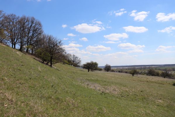 Kněžičky, 26.4.2021
Obora Kněžičky, pastvina nad Žehuňským rybníkem.
Klíčová slova: Kněžičky Obora Kněžičky pastvina Žehuňský rybník Phalacronothus biguttatus