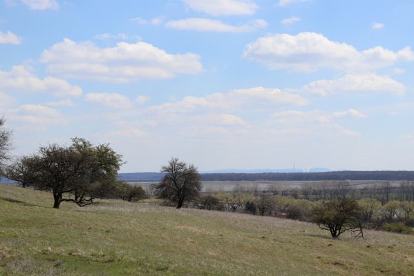 Kněžičky, 26.4.2021
Obora Kněžičky, pastvina nad Žehuňským rybníkem.
Schlüsselwörter: Kněžičky Obora Kněžičky pastvina Žehuňský rybník Phalacronothus biguttatus