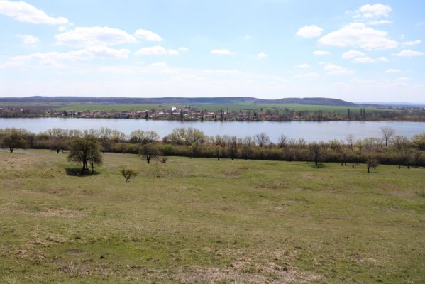 Kněžičky, 26.4.2021
Obora Kněžičky, pastvina nad Žehuňským rybníkem.
Schlüsselwörter: Kněžičky Obora Kněžičky pastvina Žehuňský rybník Phalacronothus biguttatus Plagiogonus arenarius