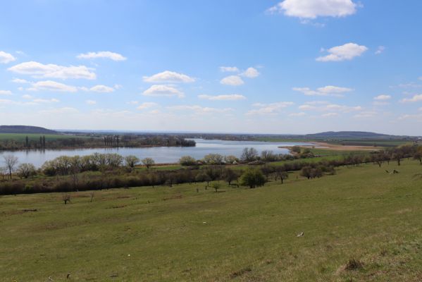 Kněžičky, 26.4.2021
Obora Kněžičky, pastvina nad Žehuňským rybníkem.
Klíčová slova: Kněžičky Obora Kněžičky pastvina Žehuňský rybník Phalacronothus biguttatus