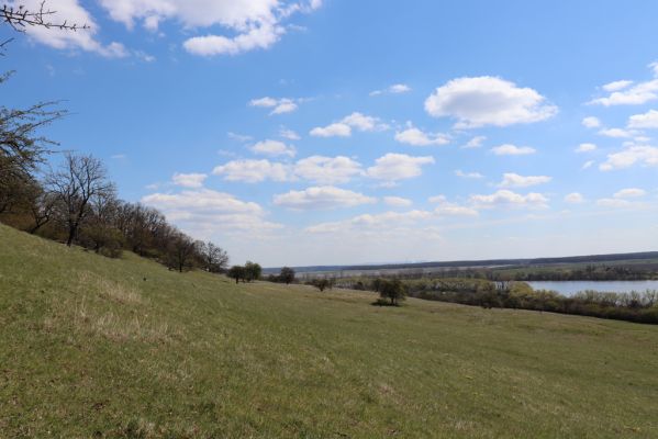 Kněžičky, 26.4.2021
Obora Kněžičky, pastvina nad Žehuňským rybníkem.
Klíčová slova: Kněžičky Obora Kněžičky pastvina Žehuňský rybník Phalacronothus biguttatus Plagiogonus arenarius