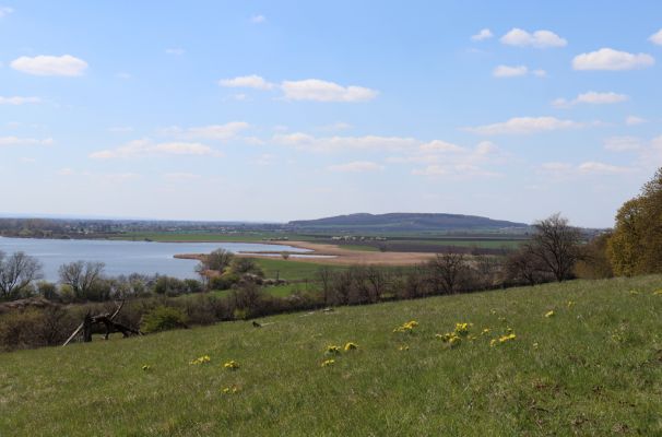 Kněžičky, 26.4.2021
Obora Kněžičky, pastvina nad Žehuňským rybníkem.
Schlüsselwörter: Kněžičky Obora Kněžičky pastvina Žehuňský rybník Phalacronothus biguttatus