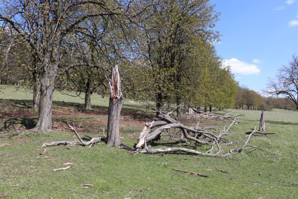 Kněžičky, 26.4.2021
Obora Kněžičky, pastvina nad Žehuňským rybníkem - jírovcová alej.
Keywords: Kněžičky Obora Kněžičky pastvina