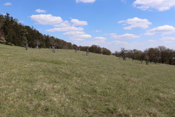 Kněžičky, 26.4.2021
Obora Kněžičky, pastvina nad Žehuňským rybníkem.
Schlüsselwörter: Kněžičky Obora Kněžičky pastvina Žehuňský rybník Phalacronothus biguttatus Ammoecius brevis