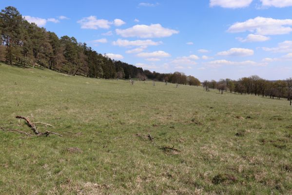 Kněžičky, 26.4.2021
Obora Kněžičky, pastvina nad Žehuňským rybníkem.
Schlüsselwörter: Kněžičky Obora Kněžičky pastvina Žehuňský rybník Phalacronothus biguttatus Ammoecius brevis