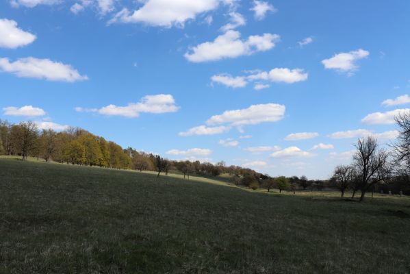 Kněžičky, 26.4.2021
Obora Kněžičky, pastvina nad Žehuňským rybníkem.
Klíčová slova: Kněžičky Obora Kněžičky pastvina Žehuňský rybník