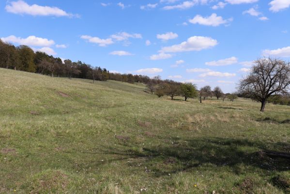 Kněžičky, 26.4.2021
Obora Kněžičky, pastvina nad Žehuňským rybníkem.
Klíčová slova: Kněžičky Obora Kněžičky pastvina Žehuňský rybník Phalacronothus biguttatus Plagiogonus arenarius