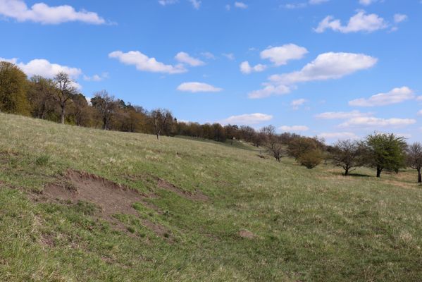 Kněžičky, 26.4.2021
Obora Kněžičky, pastvina nad Žehuňským rybníkem.
Klíčová slova: Kněžičky Obora Kněžičky pastvina Žehuňský rybník Phalacronothus biguttatus Plagiogonus arenarius
