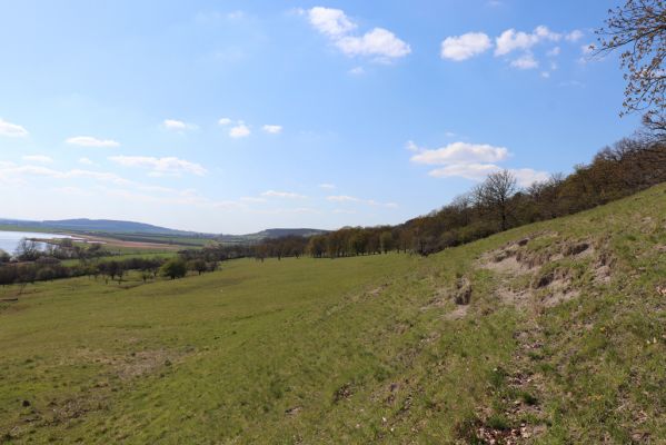 Kněžičky, 26.4.2021
Obora Kněžičky, pastvina nad Žehuňským rybníkem.
Klíčová slova: Kněžičky Obora Kněžičky pastvina Žehuňský rybník