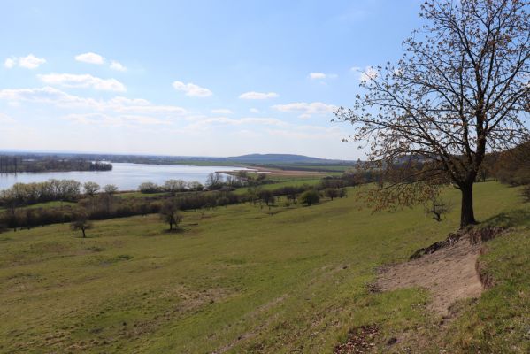 Kněžičky, 26.4.2021
Obora Kněžičky, pastvina nad Žehuňským rybníkem.
Schlüsselwörter: Kněžičky Obora Kněžičky pastvina Žehuňský rybník