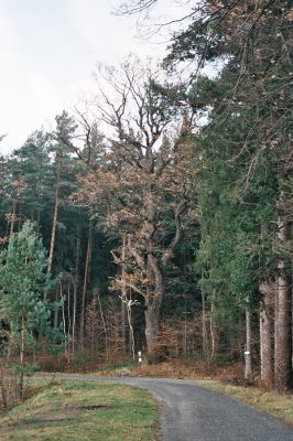 Kobylá nad Vidnávkou, 18.11.2006
U dubu.
Klíčová slova: Kobylá nad Vidnávkou U dubu