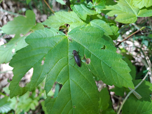 Kobylí, 13.4.2024
Zadní vigrunty - kovařík Agriotes pilosellus.
Schlüsselwörter: Kobylí Zadní vigrunty Agriotes pilosellus