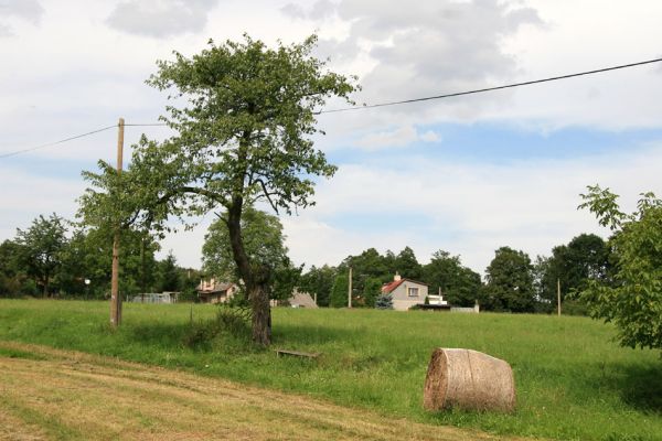 Kocbeře, 9.8.2009
Třešeň na jižním svahu na okraji obce Kocbeře.
Klíčová slova: Kocbeře Anthaxia candens