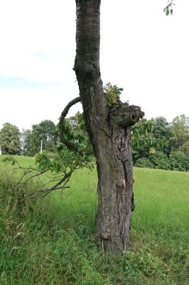 Kocbeře, 9.8.2009
Třešeň na jižním svahu na okraji obce Kocbeře.
Mots-clés: Kocbeře Anthaxia candens