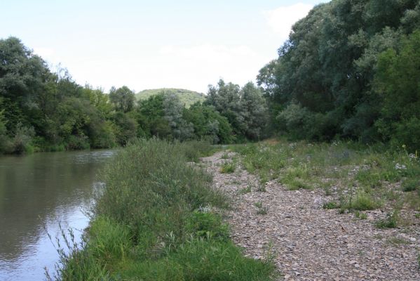 Kochanovce, 4.7.2014
Meandry Laborce.

Schlüsselwörter: Kochanovce řeka Laborec Zorochros meridionalis Adrastus rachifer pallens