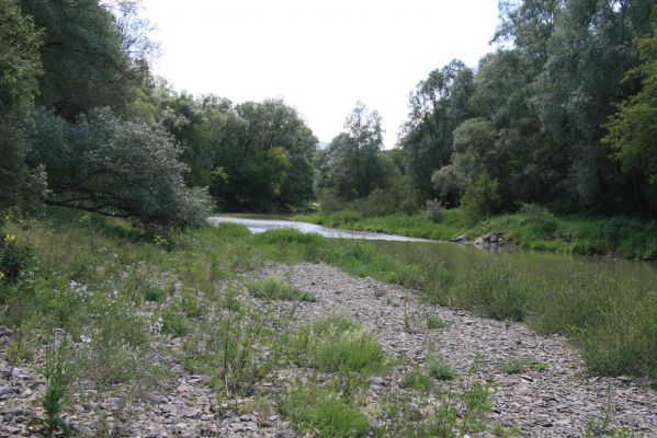 Kochanovce, 4.7.2014
Meandry Laborce.


Klíčová slova: Kochanovce řeka Laborec Zorochros meridionalis Adrastus rachifer pallens