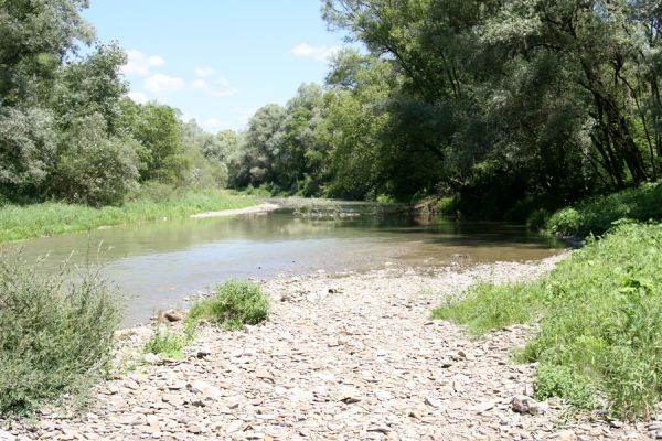 Kochanovce, 4.7.2014
Meandry Laborce.

Schlüsselwörter: Kochanovce řeka Laborec