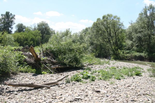 Kochanovce, 4.7.2014
Meandry Laborce - štěrkový náplav.



Mots-clés: Kochanovce řeka Laborec