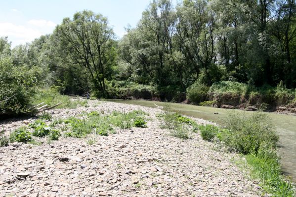 Kochanovce, 4.7.2014
Meandry Laborce - štěrkový náplav.


Mots-clés: Kochanovce řeka Laborec