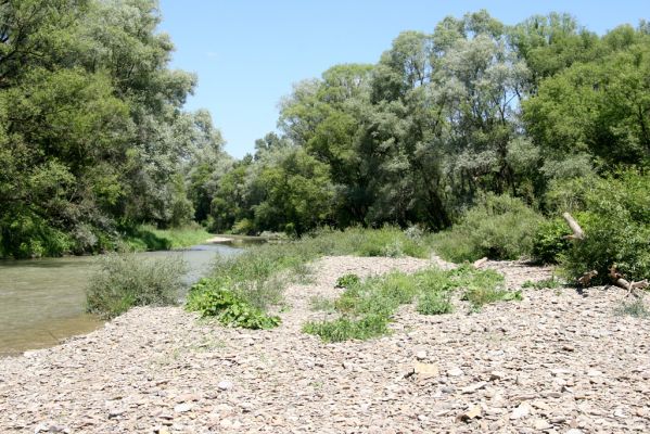 Kochanovce, 4.7.2014
Meandry Laborce.



Klíčová slova: Kochanovce řeka Laborec Zorochros meridionalis