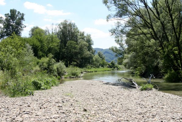 Kochanovce, 4.7.2014
Meandry Laborce - štěrkový náplav.



Klíčová slova: Kochanovce řeka Laborec Zorochros meridionalis