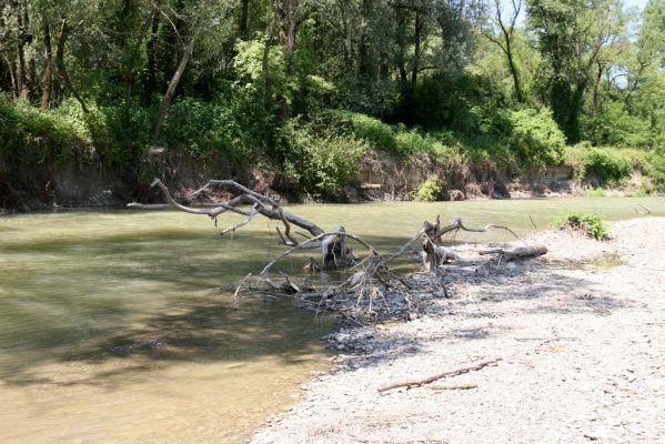 Kochanovce, 4.7.2014
Meandry Laborce.


Schlüsselwörter: Kochanovce řeka Laborec