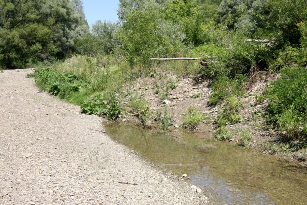 Kochanovce, 4.7.2014
Meandry Laborce - štěrkový náplav osídlený kovaříky Zorochros dermestoides a Z. quadriguttatus.



Mots-clés: Kochanovce řeka Laborec Zorochros dermestoides quadriguttatus