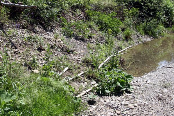 Kochanovce, 4.7.2014
Meandry Laborce - štěrkový náplav osídlený kovaříky Zorochros dermestoides a Z. quadriguttatus.



Schlüsselwörter: Kochanovce řeka Laborec Zorochros dermestoides quadriguttatus