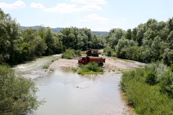 Kochanovce, 4.7.2014
Meandry Laborce - těžba štěrku spolehlivě likviduje druhovou pestrost Elateridů. Někdy se podaří přežít druhu Zorochros meridionalis, někdy Zorochros dermestoides...  
Schlüsselwörter: Kochanovce řeka Laborec