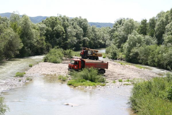 Kochanovce, 4.7.2014
Meandry Laborce - těžba štěrku spolehlivě likviduje druhovou pestrost Elateridů. Někdy se podaří přežít druhu Zorochros meridionalis, někdy Zorochros dermestoides...  
Mots-clés: Kochanovce řeka Laborec