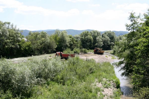 Kochanovce, 4.7.2014
Meandry Laborce - těžba štěrku spolehlivě likviduje druhovou pestrost Elateridů. Někdy se podaří přežít druhu Zorochros meridionalis, někdy Zorochros dermestoides...  



Keywords: Kochanovce řeka Laborec