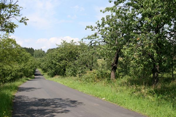 Kocléřov, 14.8.2009
Třešňová alej u silnice u Nových Domů. Výskyt Anthaxia candens nezjištěn.
Klíčová slova: Kocléřov Nové Domy