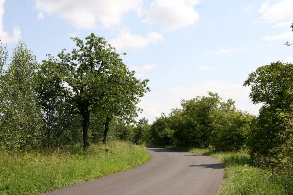 Kocléřov, 14.8.2009
Třešňová alej u silnice u Nových Domů. Výskyt Anthaxia candens nezjištěn.
Klíčová slova: Kocléřov Nové Domy