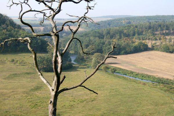 Oslavany, 29.9.2008
Pohled z vrchu Kocoury k západu na nivu Oslavy.
Klíčová slova: Oslavany Kocoury Oslava