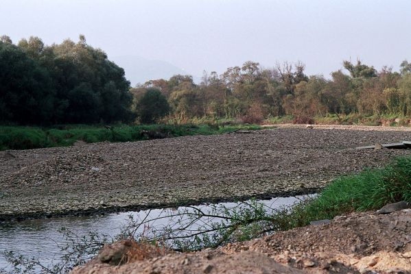 Bardejov env., 5.10.2004
Rozsáhlá zachovalá štěrkoviště na březích řeky Topľy v okolí obce Komárov. Biotop kovaříka Zorochros dermestoides. 
Keywords: Komárov Topľa Zorochros dermestoides