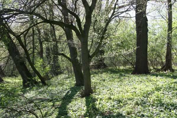 Konárovice, 21.4.2015
Duby na Souškách. 



Keywords: Konárovice Duby na Souškách