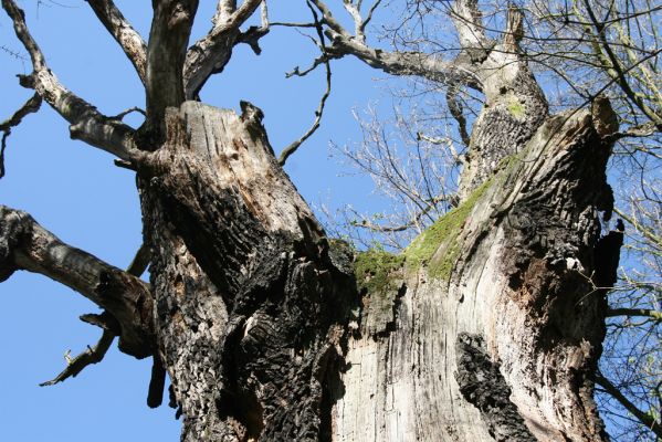 Konárovice, 21.4.2015
Duby na Souškách. 



Schlüsselwörter: Konárovice Duby na Souškách