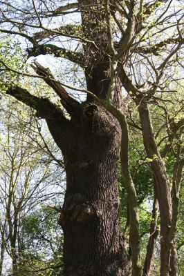 Konárovice, 21.4.2015
Duby na Souškách. 


Schlüsselwörter: Konárovice Duby na Souškách