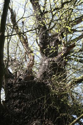 Konárovice, 21.4.2015
Duby na Souškách. 


Schlüsselwörter: Konárovice Duby na Souškách