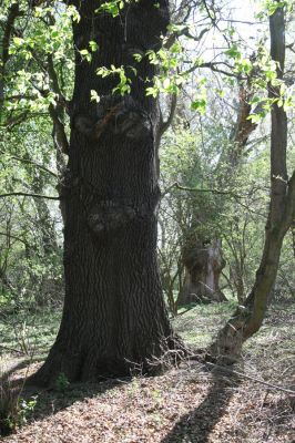 Konárovice, 21.4.2015
Duby na Souškách. 


Klíčová slova: Konárovice Duby na Souškách