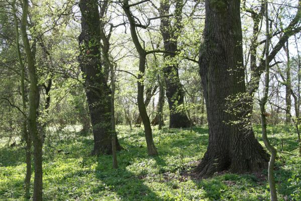 Konárovice, 21.4.2015



Klíčová slova: Duby na Souškách. Konárovice Duby na Souškách